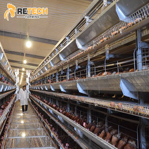 30,000 galline ovaiole casa edificio con completamente automatizzato gabbie di pollame in Cile - Product Image 4