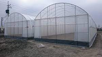 Serre agricole à haut tunnel de grande taille pour la culture de tomates