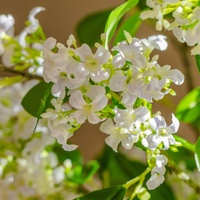 Großhandel Künstliche Flieder-Blumensträuße für Wohnzimmer Esstisch Heimdekoration