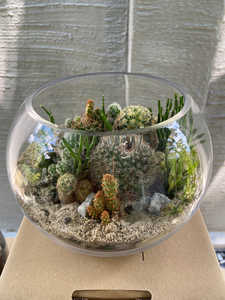 Terrarium en verre géométrique forêt bol ouvert <span class=keywords><strong>original</strong></span> Pentagone en or clair Vase à fleurs en verre - Product Image 5