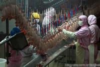 Équipement complet d'abattage de lapins avec ligne dans l'abattoir de lapins et de volailles