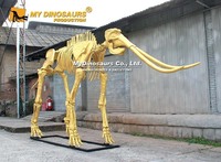 MY DINO AS-200 Squelette d'animal de l'ère glaciaire, squelette de mamouth doré pour la décoration