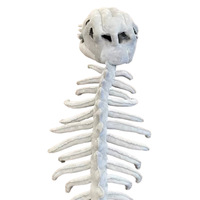 Jouets en peluche de dinosaures réalistes de haute qualité, masque de squelette de monstre dinosaure pour Halloween, jouet en peluche d'horreur, cadeau d'anniversaire créatif, OEM