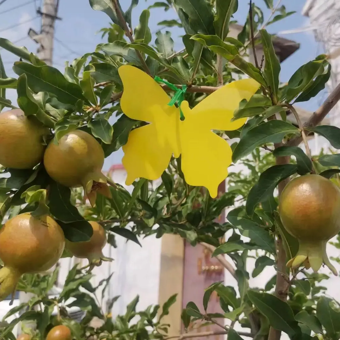 מלכודות זבוב פירות רוצח דו צדדי דבק חזק דבק דביק לוכד חרקים טכנולוגיית GN