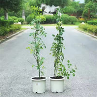 Support de plante en spirale métallique pour plantes grimpantes, treillis métallique sur mesure pour Monstera, jardin intérieur et extérieur