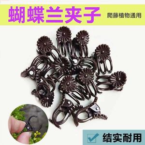 Clip de fixation en plastique marron pour orchidées Phalaenopsis, support pour plantes grimpantes d'intérieur - Product Image 2