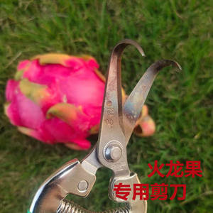 Sécatrices à diamants apparents en acier inoxydable 45 mm, forme coudée, poignée antidérapante pour la taille des bourgeons et des épines de fruit du dragon - Product Image 4