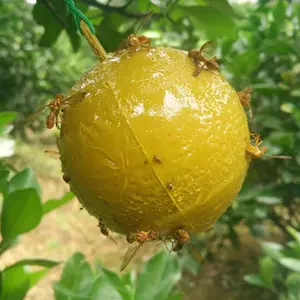 פנויה חיצונית תלויה צהוב דבק פירות זבוב מלכודת כדור
