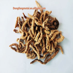 Señuelo de Pesca Ecológico de ABS, Cebo de Gusano de Seda Vivo Seco, Señuelo de Madera y Plástico para Pesca de Trucha, Carpa, Lucio, Perca y Camarones en Ríos y Lagos - Product Image 2