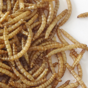 Hoge Voeding Gevogelte Kip Vogel Feed Gedroogde Meelworm 800G - Product Image 3