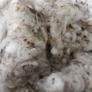 100% Cotton Comber Noil Card Fly Lickerin A/B para Spinning Mill - Product Image 3