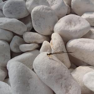 หินหินอ่อนหินกรวดสีขาวสำหรับตกแต่งสวน - Product Image 1