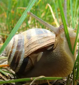 Serre commerciale en gros de cerceau de <span class=keywords><strong>tunnel</strong></span> de tomate de ferme d'escargot serre de film de reproduction d'escargot pour l'élevage d'escargots - Product Image 2