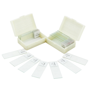 Broad Bean Anther Meiosis Slide FRT1002 Mikroskop vorbereitetes Objektträger set 12 Stück Botanik <span class=keywords><strong>Matuer</strong></span> Anther Meiose - Product Image 6