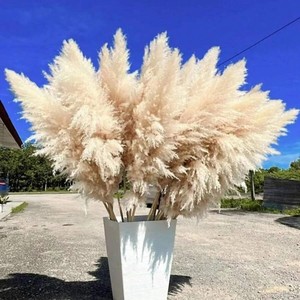 Approvisionnement direct usine : Grand <span class=keywords><strong>bouquet</strong></span> <span class=keywords><strong>de</strong></span> pampas artificiel en soie, herbe <span class=keywords><strong>de</strong></span> la pampa séchée naturelle, 60 cm, blanche, longue, fleur naturelle séchée - Product Image 1
