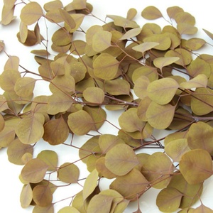 Bouquet de feuilles d'<span class=keywords><strong>eucalyptus</strong></span> séchés, 10 pièces, plantes, fleurs brunes, tige unique, pour décoration de mariage - Product Image 2