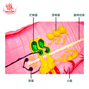 Earthworm dissection model, earthworm teaching demonstration instrument, teaching aids, and magnified model of the internal - Product Image 3