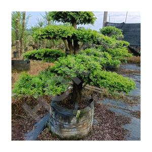 HOKBG Vente en gros extérieur ferme 45 50 60 200 gallons grand PP tissé plantes noires jardin sac de culture pour <span class=keywords><strong>espalier</strong></span>-Ulmus parvifolia - Product Image 1