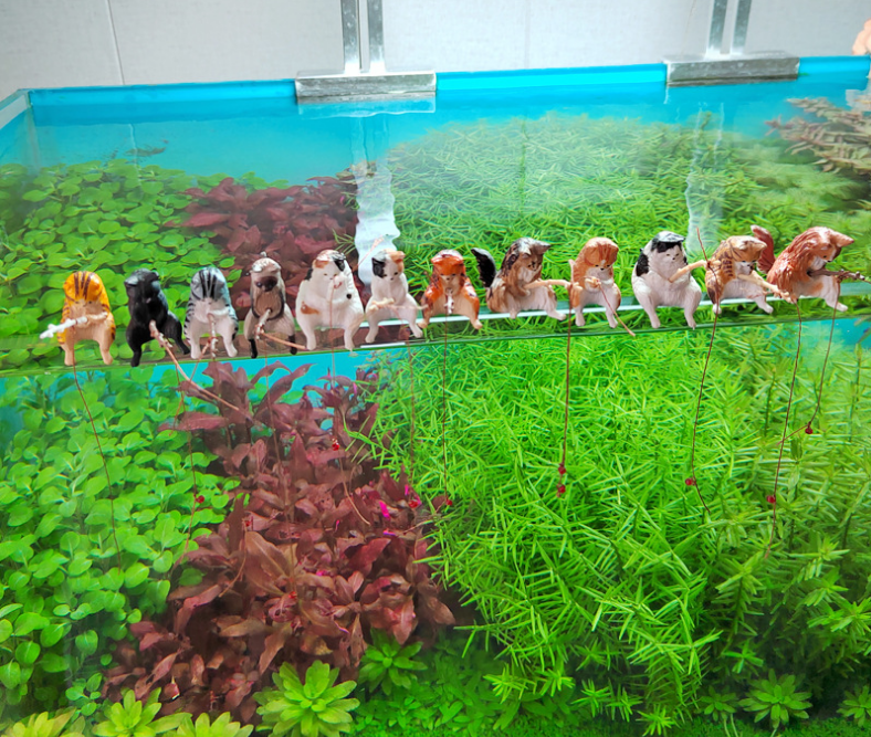 Chat de pêche à motif de tigre orange