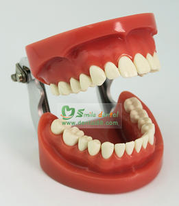 दंत दांत मॉडल/सिखाने मॉडल/दंत typodont - Product Image 3