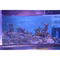 Aquarium commercial en acrylique pour salon professionnel, grand bac à poissons transparent avec panneau moulé durable à haute transparence