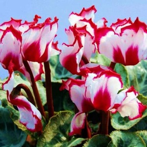 <span class=keywords><strong>Cyclamen</strong></span> en pot : jeunes plants à fleurs abondantes toute l'année, faciles à cultiver, grandes fleurs pour balcons et espaces intérieurs, décoration florale du Nouvel An, effet papillon - Product Image 3