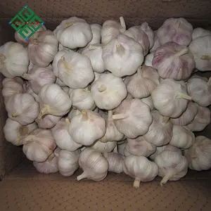 China Fresh Normal White Garlic With Best Price Pure White Garlic Black Garlic