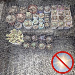 <span class=keywords><strong>Malla</strong></span> <span class=keywords><strong>de</strong></span> <span class=keywords><strong>Sombra</strong></span> <span class=keywords><strong>de</strong></span> Plástico HDPE a <span class=keywords><strong>Precio</strong></span> <span class=keywords><strong>de</strong></span> Fábrica, <span class=keywords><strong>Malla</strong></span> Agrícola Ligera Anti-UV para Invernaderos y Viveros <span class=keywords><strong>de</strong></span> Vegetales - Product Image 1