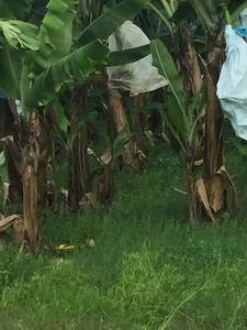 100% PP phân hủy sinh học PolyPropylene không dệt vải nông nghiệp bao gồm PP không dệt nông nghiệp vải PP trái cây Bìa - Product Image 6