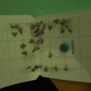 Liquide phéromone sexuelle efficace Ephestia Elutella pour le contrôle des mites dans les entrepôts - Product Image 4