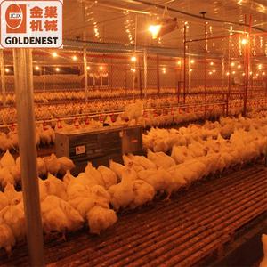 Système d'alimentation automatique à chaîne pour volailles, ligne d'alimentation à chaîne pour poules pondeuses, élevage de reproducteurs femelles - Product Image 3