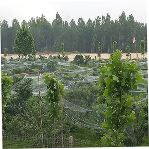 Filet anti-grê<span class=keywords><strong>le</strong></span> en HDPE avec protection anti-oiseaux, résistant aux UV et indéchirable, conception anti-âldonnement pour vergers, fermes, jardins. - Product Image 5