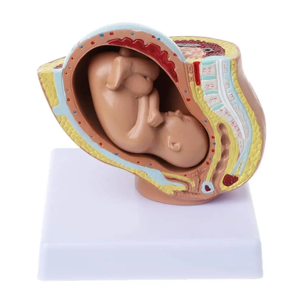 GelsonLab HSBM-282 9th شهر الطفل الجنين نموذج ، الجنين الحمل الحمل البشري نمو الجنين الطبي نموذج أداة تعليمية