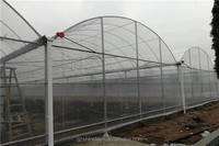 Projet clé en main de grande serre de film plastique d'arche à travée multiple pour la plantation de tomates PE durable pour la production de cultures agricoles
