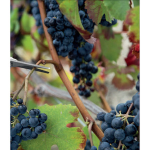 RECOLECTORES DE FRUTAS IDEAL STAR 20 cm - Product Image 3