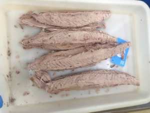 Lomos <span class=keywords><strong>de</strong></span> Atún Skipjack Precocidos <span class=keywords><strong>de</strong></span> 7.5 kg, Mariscos, Atún Tongol, Estilo Enlatado con Conservación <span class=keywords><strong>en</strong></span> <span class=keywords><strong>Aceite</strong></span>, Parte del Cuerpo - Product Image 4