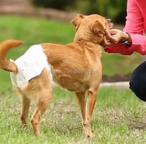 Usine OEM/ODM, vente en gros de couches pour chiens Jinsheng Haoda, respirantes, haute absorption, jetables, avec protection anti-fuites - Product Image 1