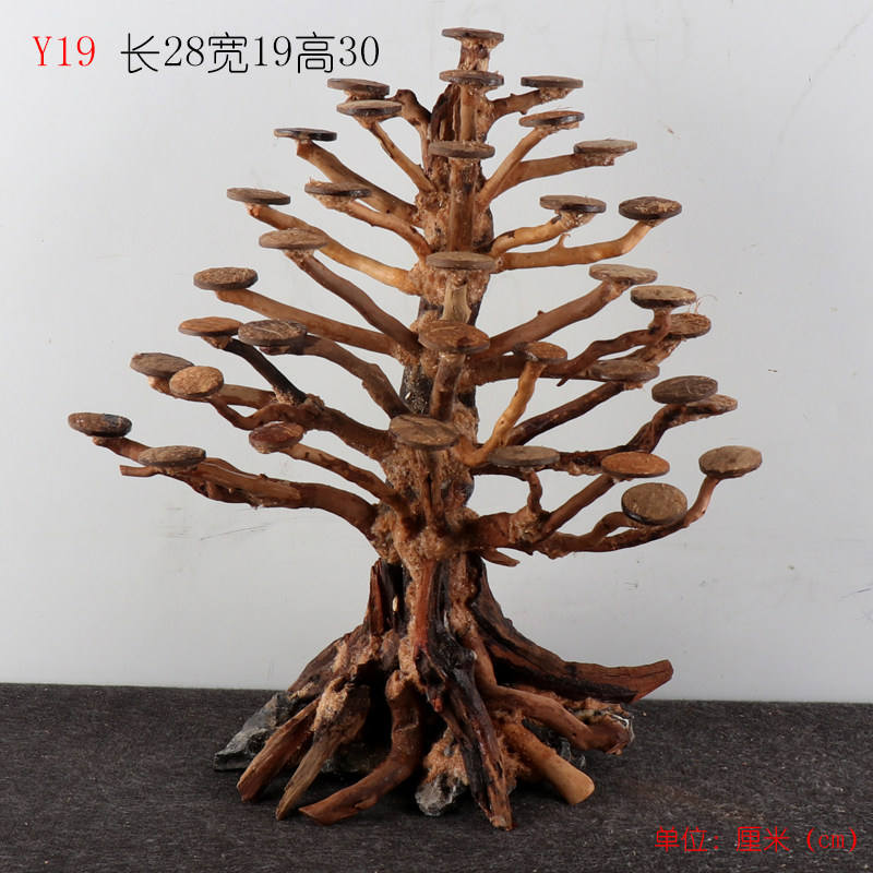 แอปริคอท y19