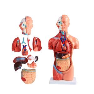 Modelo de <span class=keywords><strong>tronco</strong></span> masculino de Enseñanza Médica de 85cm, modelo de <span class=keywords><strong>tronco</strong></span> de género, modelo anatómico de <span class=keywords><strong>tronco</strong></span> masculino, modelo de lesiones espinales humanas - Product Image 4