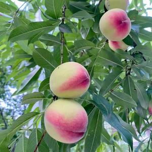 Высококачественная порошковая смесь для опыления персиков – Индивидуальная упаковка для мировых фруктовых плантаций - Product Image 4