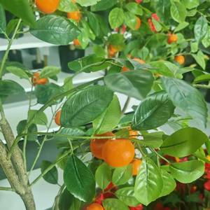 Árbol de Naranja Artificial, Árbol Artificial, Árbol de Frutas Artificial - Product Image 4