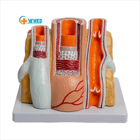 Modelo de Anatomía Vascular de Arteria y Vena, Material PVC, Simulador de Estructura de Vasos Ampliados para Entrenamiento Cardio-Cerebrovascular, CE\ISO