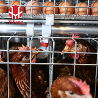 Équipement d'élevage avicole : Cage à poules pondeuses de type A à haute densité, économique, avec système d'évacuation automatique du fumier, poulailler en structure A