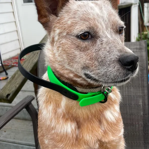 <span class=keywords><strong>Collar</strong></span> de perro duradero ajustable fácil de limpiar de PVC resistente al agua con mango cómodo para perros medianos y grandes collares de entrenamiento para mascotas - Product Image 5