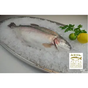 ATSUMI Premium RAS Gefrorene Lachs forelle vom japanischen Fisch lieferanten