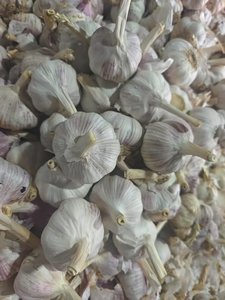 Semillas de <span class=keywords><strong>ajo</strong></span> <span class=keywords><strong>morado</strong></span> de alta calidad de China para agricultura mayorista exportador para plantación de <span class=keywords><strong>ajo</strong></span> fresco - Product Image 2