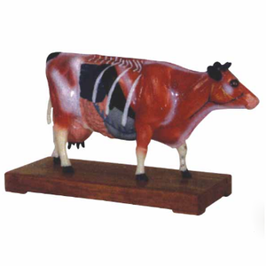 Gelsonlab HSBM-400 बिल्ली एक्यूपंक्चर मॉडल - Product Image 5