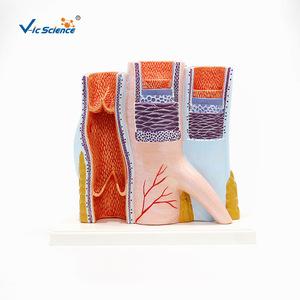 Modèles d'artères et de veines, modèles anatomiques agrandis, modèles anatomiques de la structure vasculaire, modèles médicaux - Product Image 1