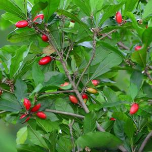 Extracto de Fruta de Miracle Berry en Polvo OEM/ODM, Polvo de Miracle Berry Seco, Synsepalum Dulcificum Daniell, Frutos de Miracle Berry Liofilizados - Product Image 3
