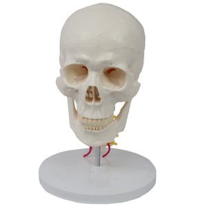Modelo de Cráneo Humano con Columna <span class=keywords><strong>Cervical</strong></span>, Tamaño Real, <span class=keywords><strong>Esqueleto</strong></span> para Pintura de Naturaleza Muerta, Ayuda Didáctica, Cráneo Desmontable - Product Image 1